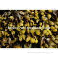 Natural fucus vesiculosus extract